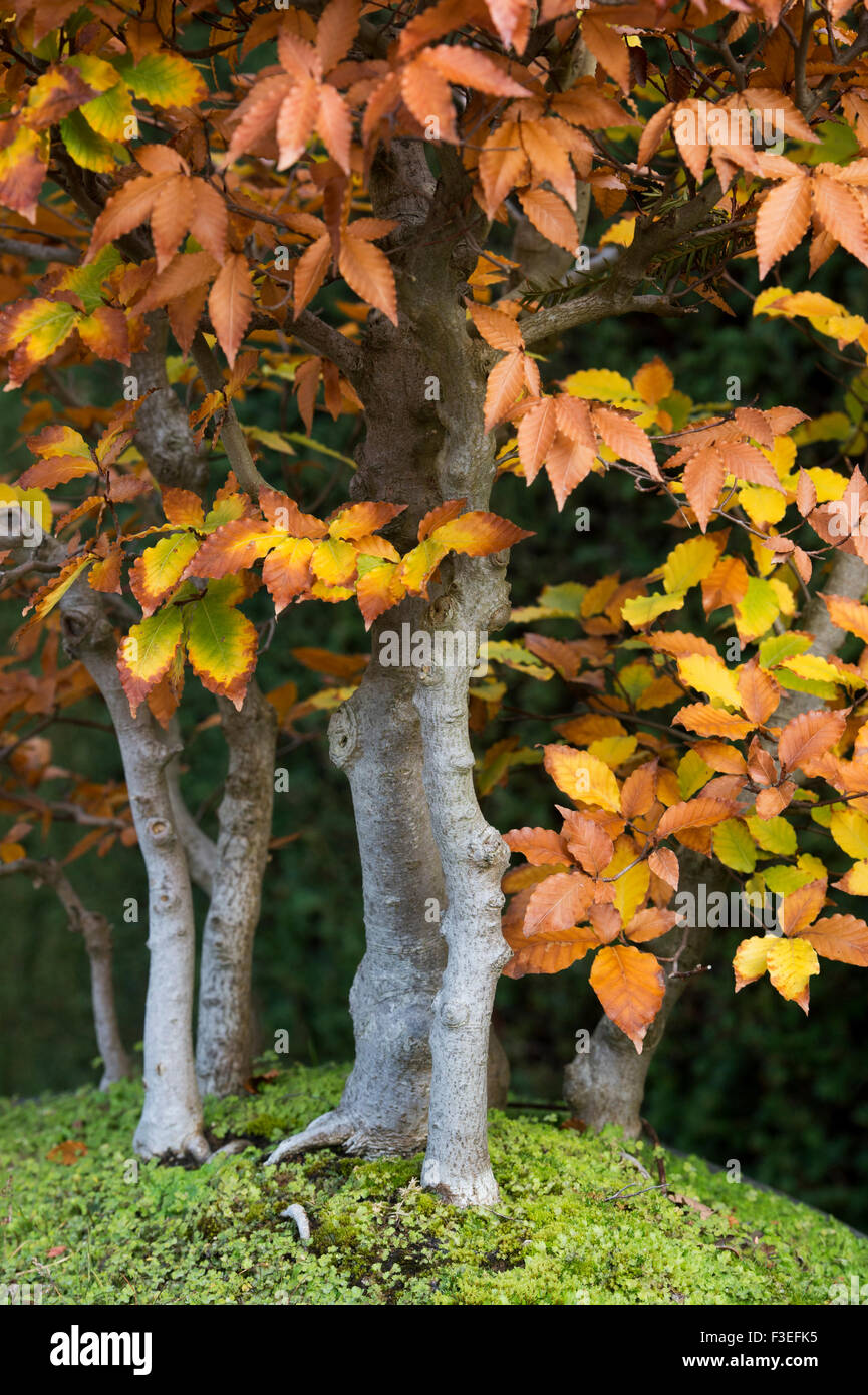 Fagus Sylvatica. Bonsai Buche mit Herbst Laub im RHS Wisley Gardens, Surrey, England Stockfoto
