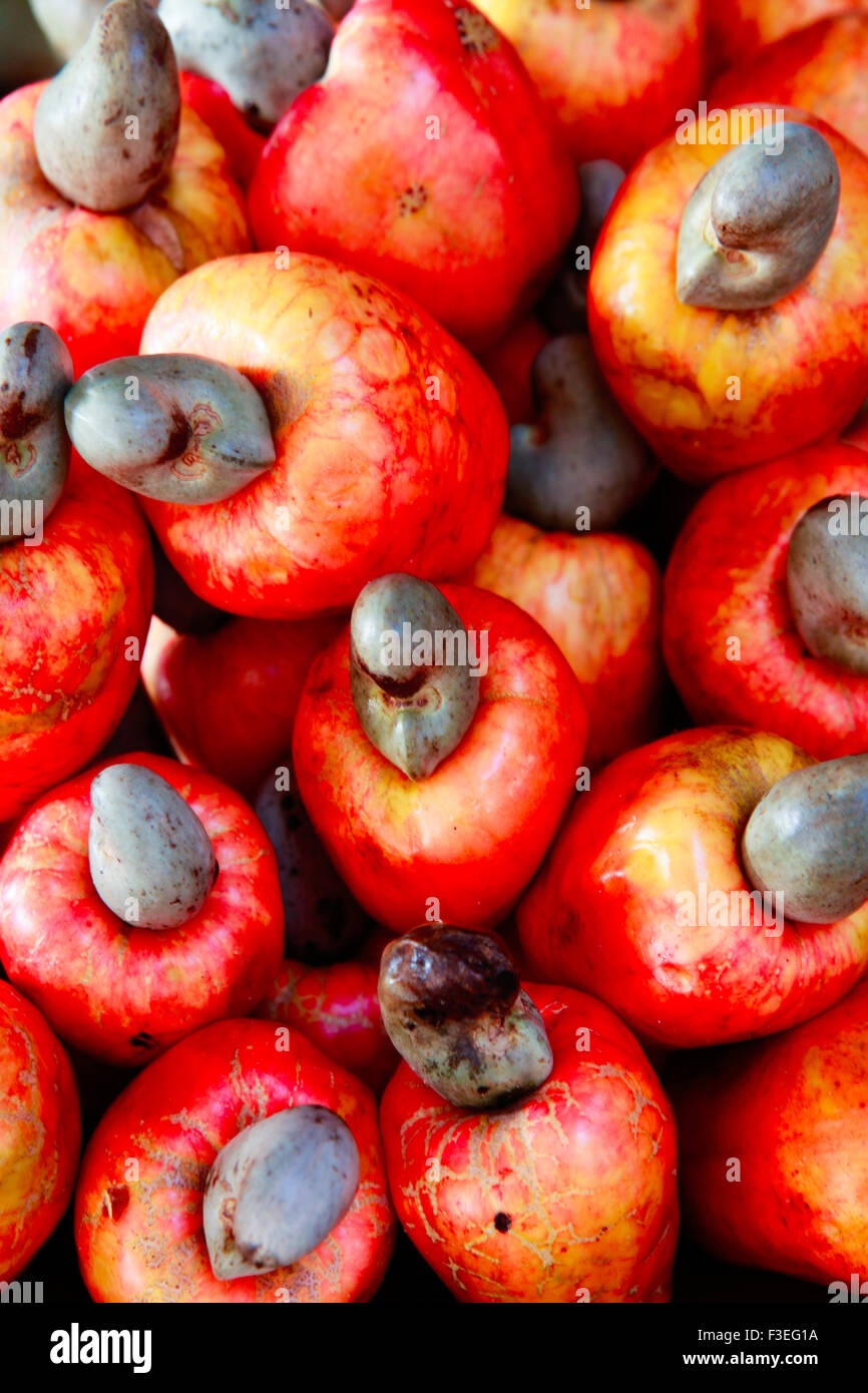 Cashew-Frucht oder Cashewapfel mit der Mutter an der Spitze Stockfoto