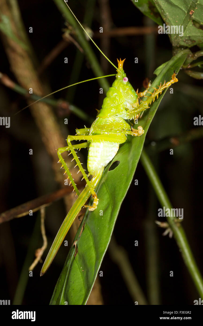 Weibliche dornigen Teufel Grashuepfer (Panacanthus Cuspidatus) in der Nacht im Regenwald Ecuadors Stockfoto