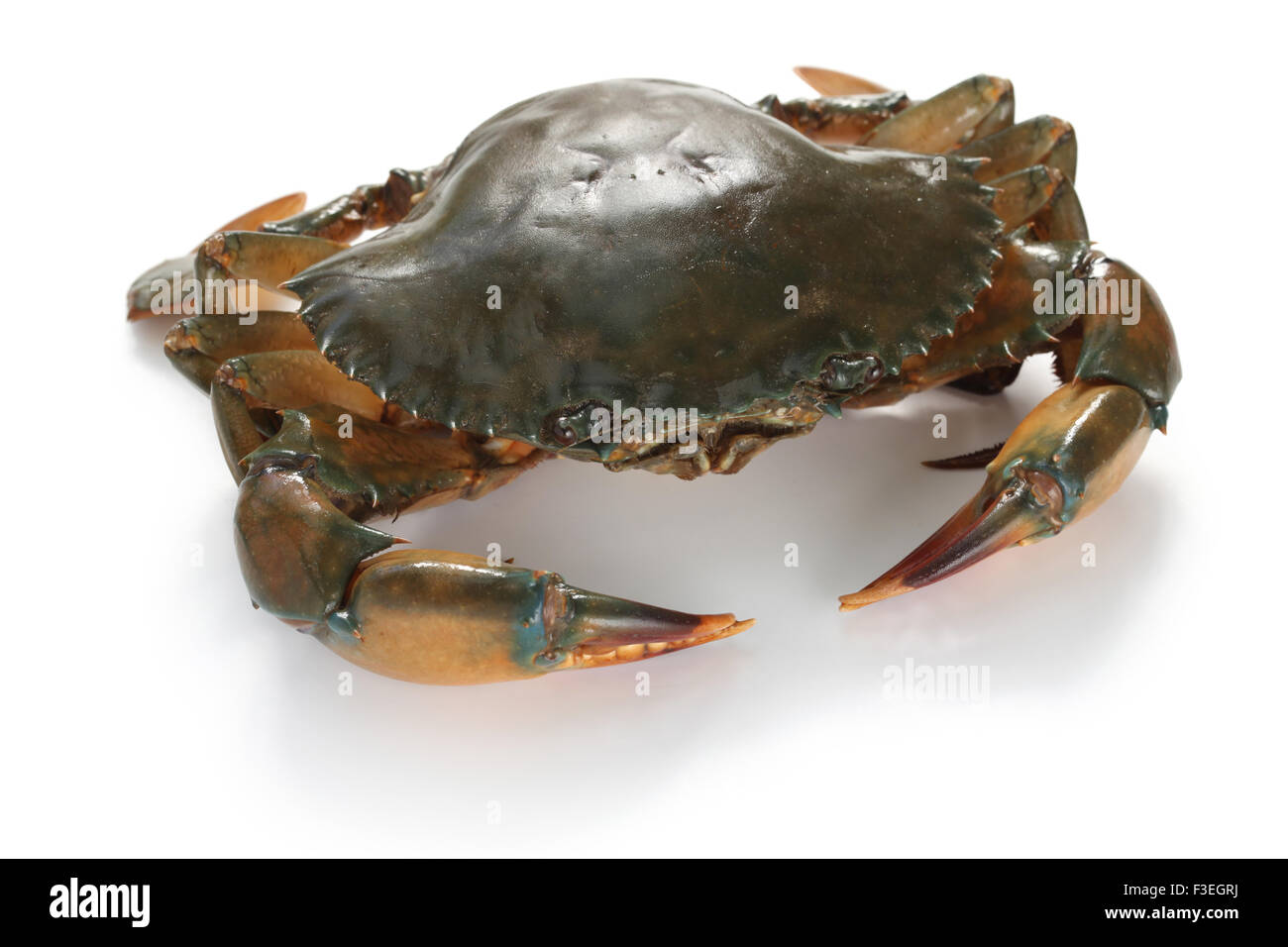 Mud Crab weiblich isoliert auf weißem Hintergrund Stockfoto