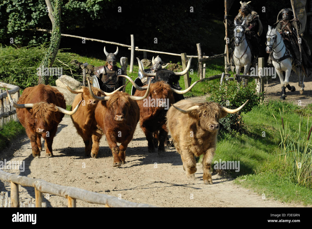 Lange Hornvieh im Themenpark Puy du Fou Frankreich Stockfoto