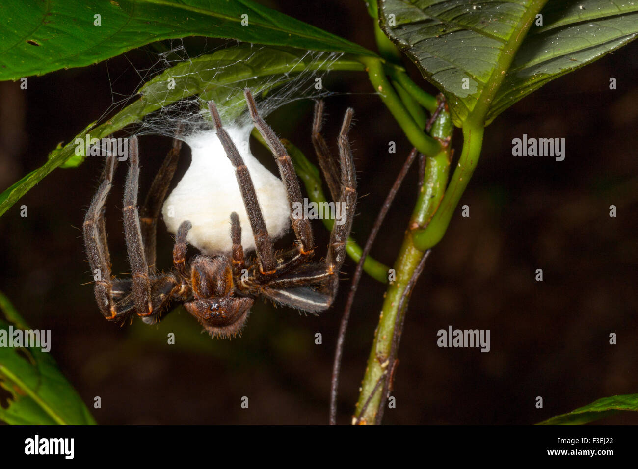 Wandering Spinne (Familie Ctenididae) brüten Eier unter ein Blatt in den Regenwald Unterwuchs, Ecuador Stockfoto
