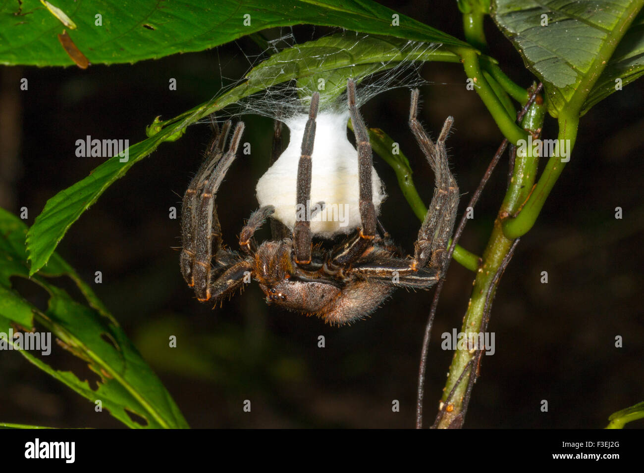 Wandering Spinne (Familie Ctenididae) brüten Eier unter ein Blatt in den Regenwald Unterwuchs, Ecuador Stockfoto