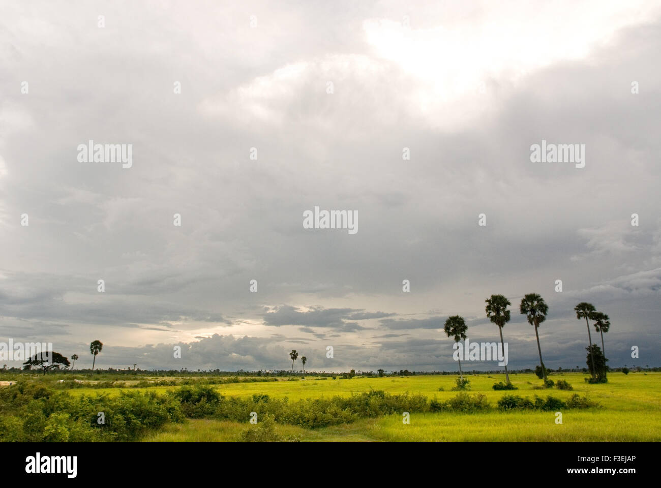 Reisfelder nahe dem Denkmal "Tötung Felder von Choeung Ek." Phnom Penh. Landwirtschaft, entfallen 90 % des BIP im 19 Stockfoto