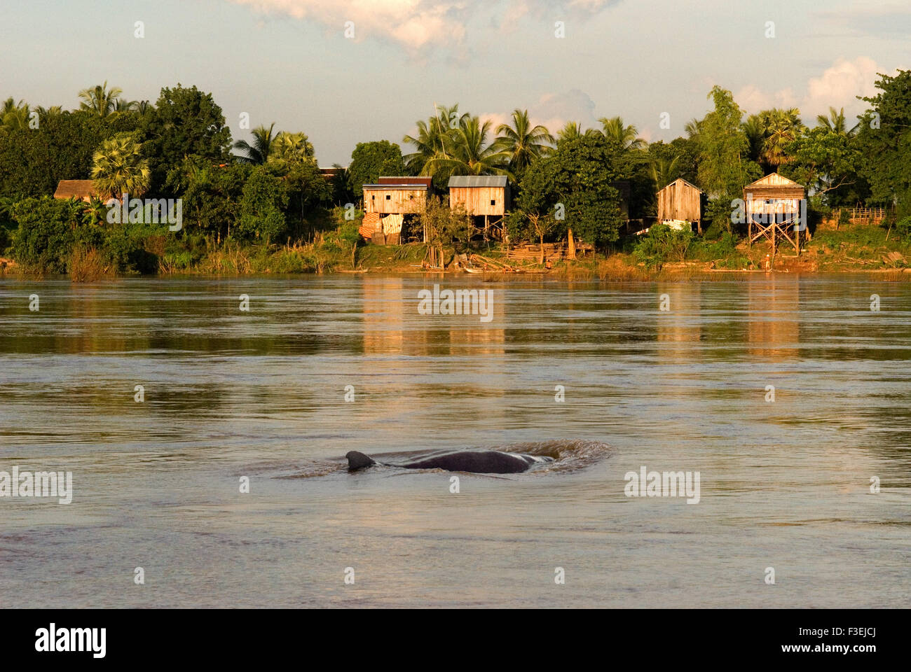 Mekong River in der Nähe von Kampi. Auf der Suche nach einige Süßwasserdelphine Irrawaddy. Kratie. Irrawaddy Delfine beobachten, der beste Ort, um Stockfoto