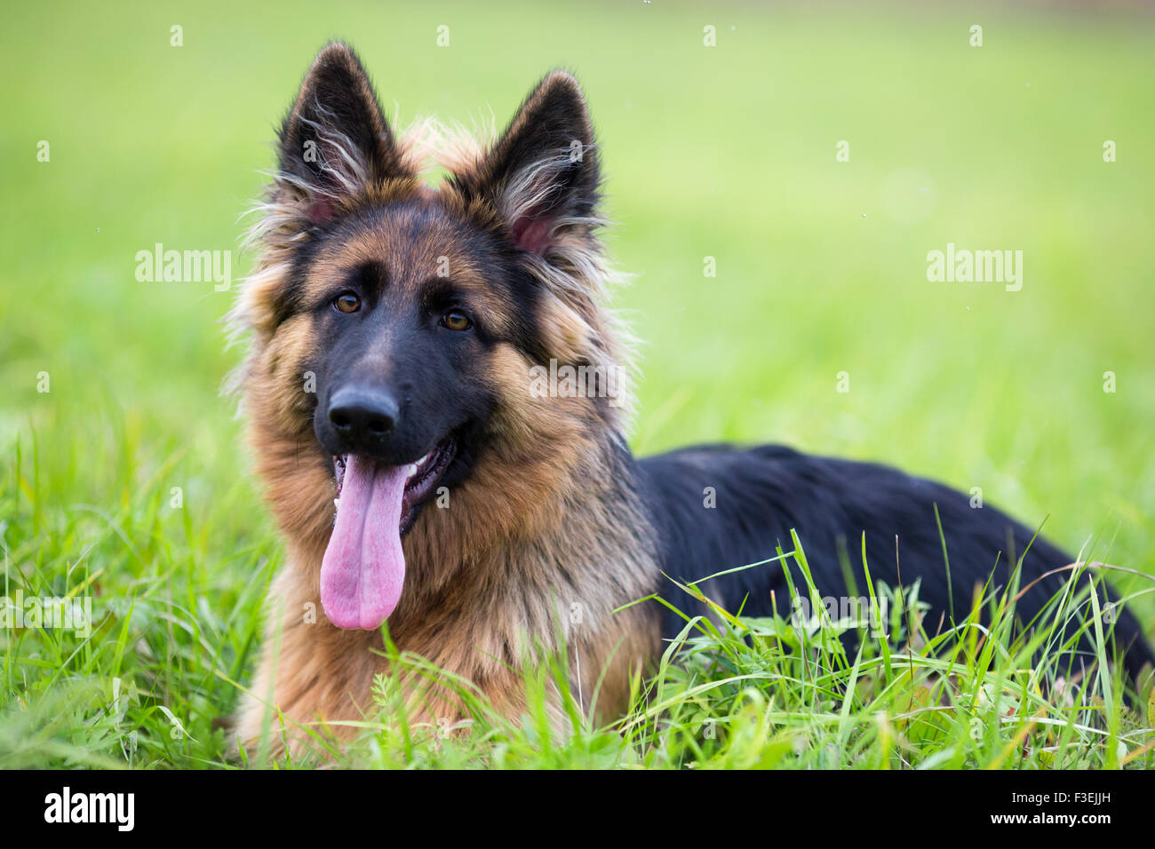 Junger Hund Deutscher Schäferhund auf dem Rasen im park Stockfoto