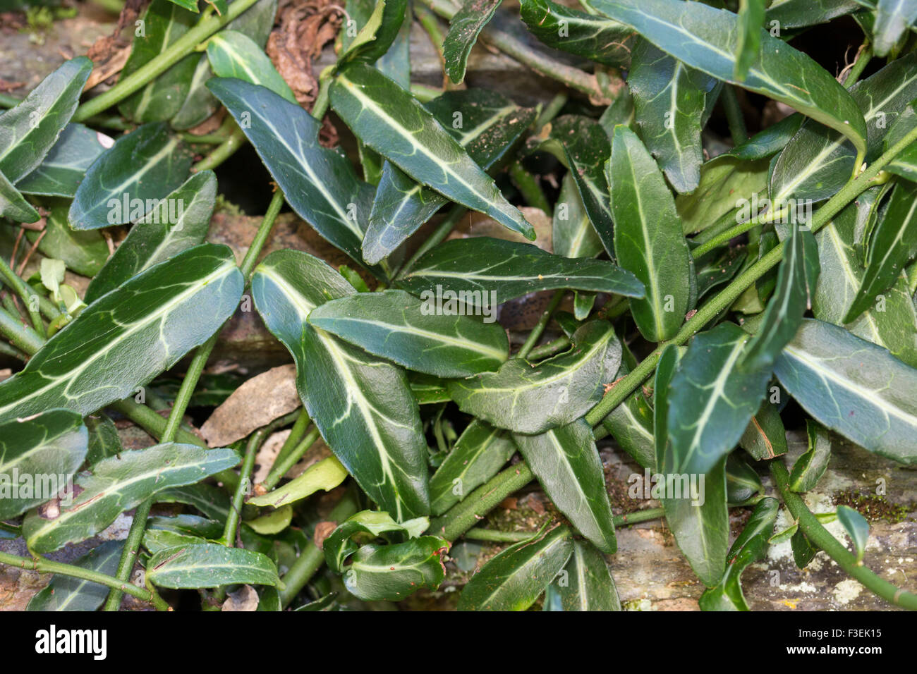 Schmale grüne Laub der immergrüne Kletterpflanze, Euonymus Fortunei 'Wolong Ghost' Stockfoto
