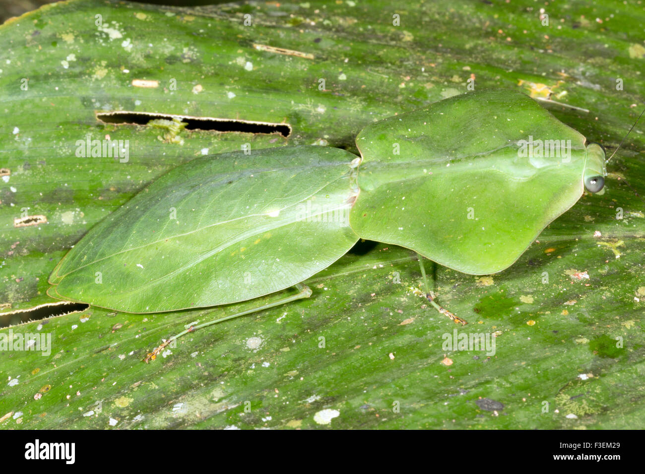 Erwachsenen Leaf nachahmen Mantis (Choeradodis Rhomboidea) getarnt auf einem Blatt Regenwald, Ecuador Stockfoto