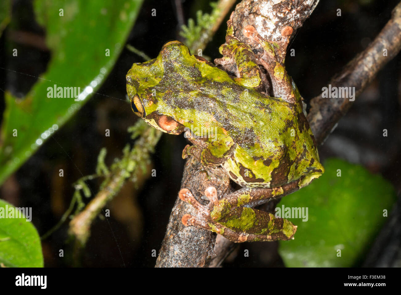 Buckley es schlanken Beinen Treefrog (Osteocephalus Buckleyi). Ein Weibchen mit markanten Militärstil Camouflage-Muster Stockfoto