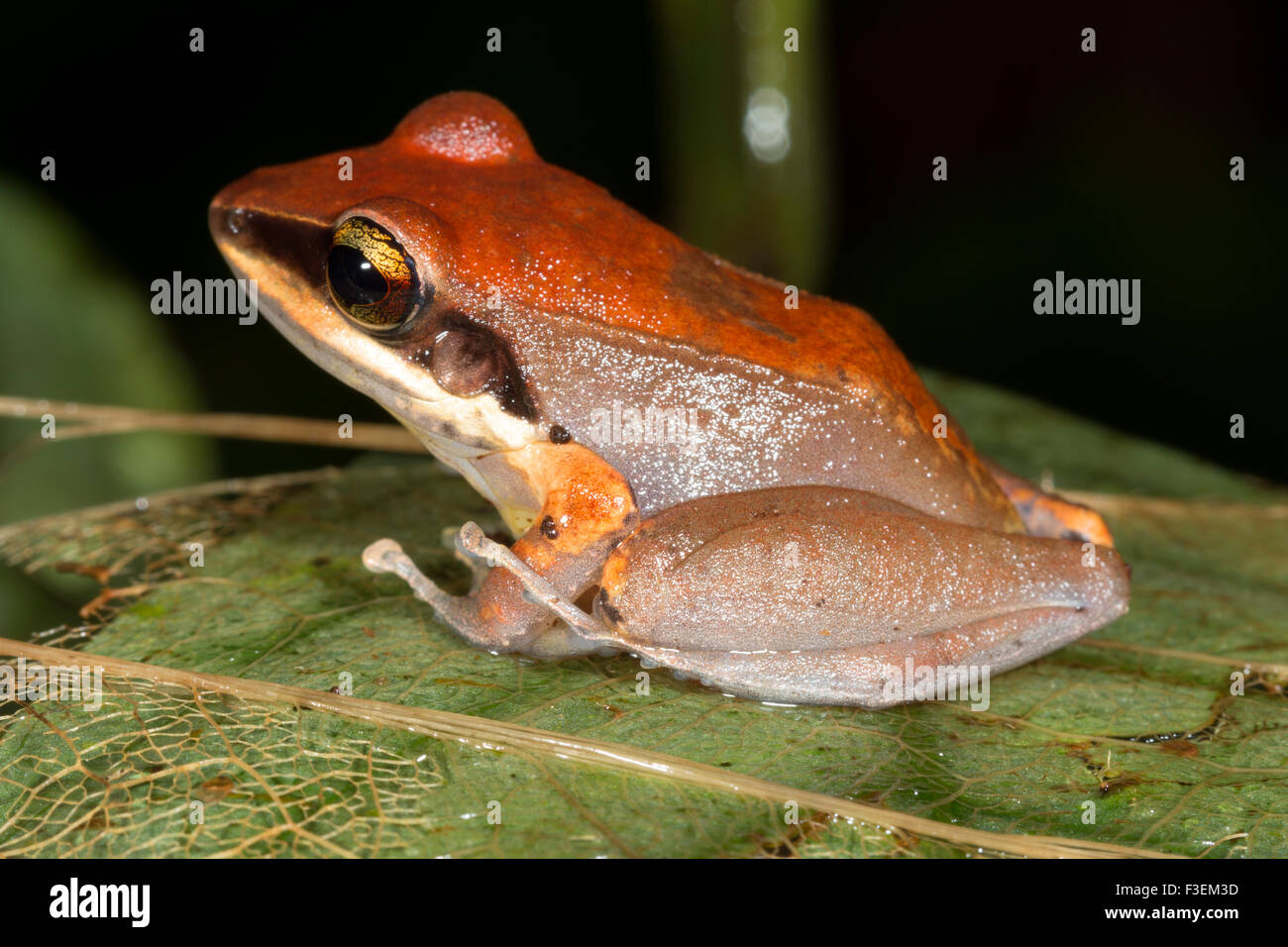 Regen Sie Frosch (Pristimantis Conspicillatus) der im Regenwald Unterwuchs, Ecuador Stockfoto