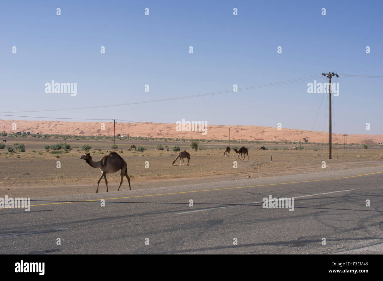 Kamele in der Nähe einer Straße in der al-Sharqiya Beweidung Wüstenlandschaft mit Sanddünen im Hintergrund in Oman Stockfoto