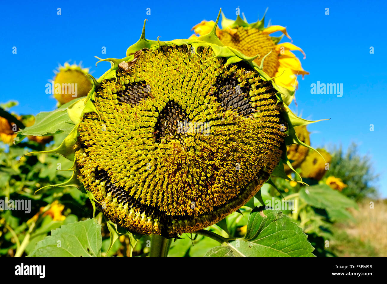 Nahaufnahme Schuss ein glückliches Gesicht auf einer Sonnenblume Stockfoto