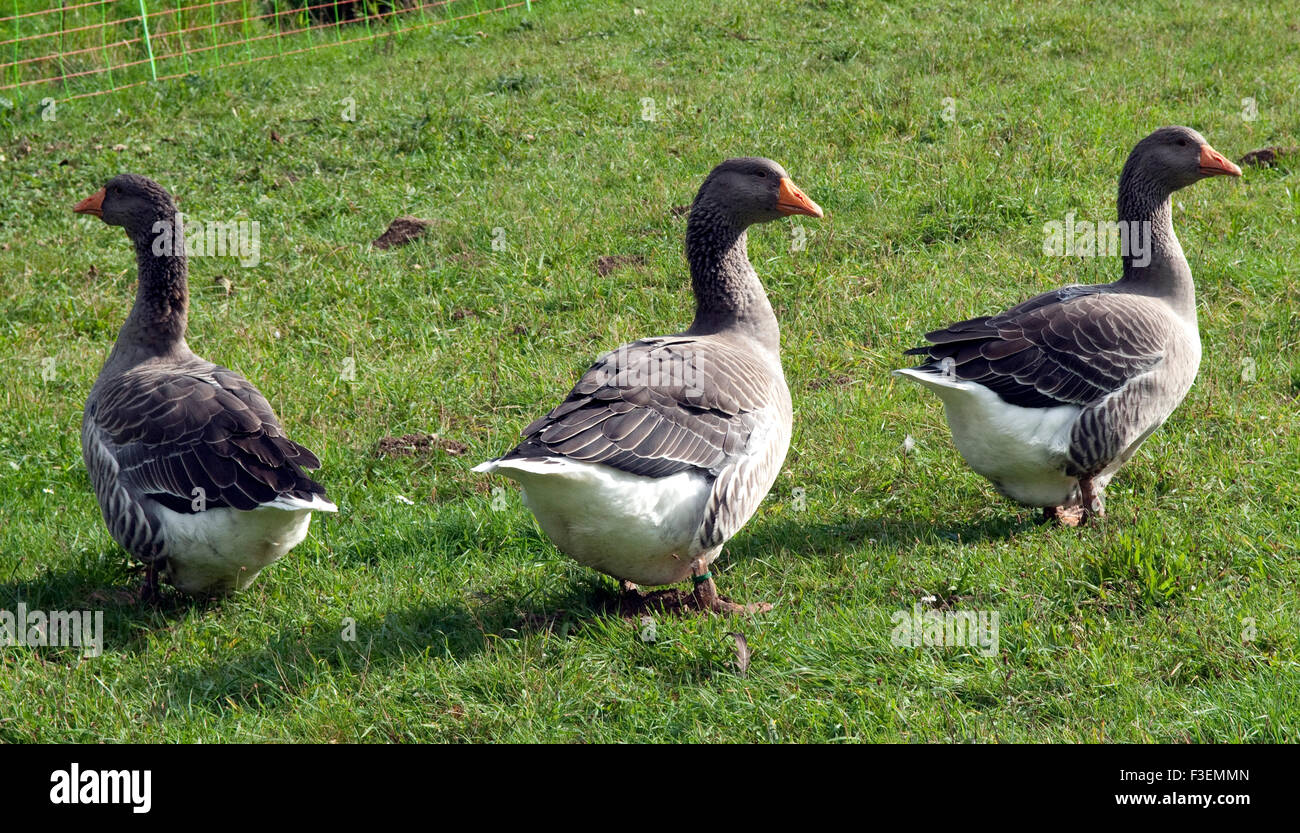 Pommerngaense, Ruegener, Gans Stockfoto