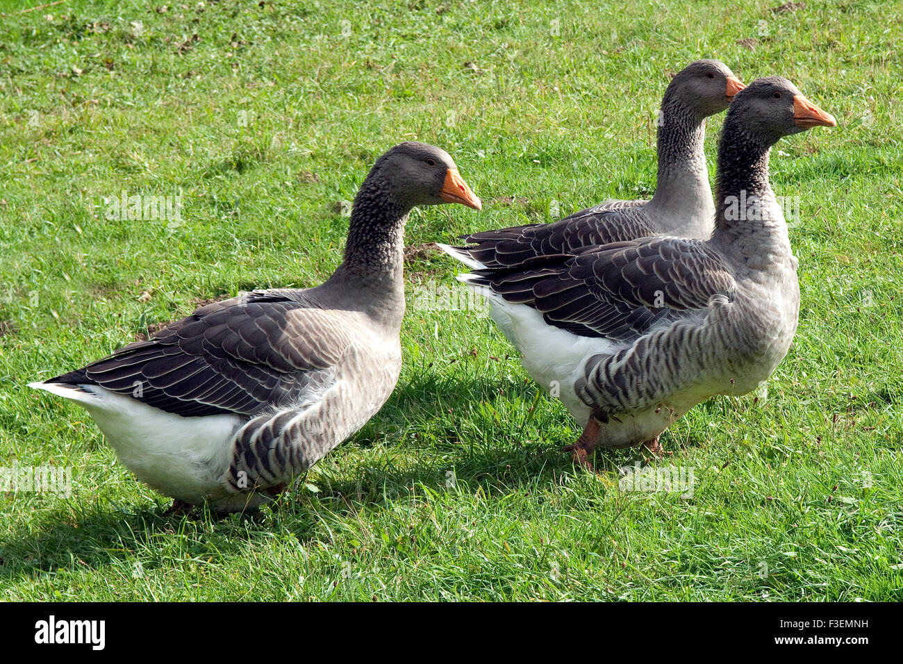 Pommerngaense, Ruegener, Gans Stockfoto