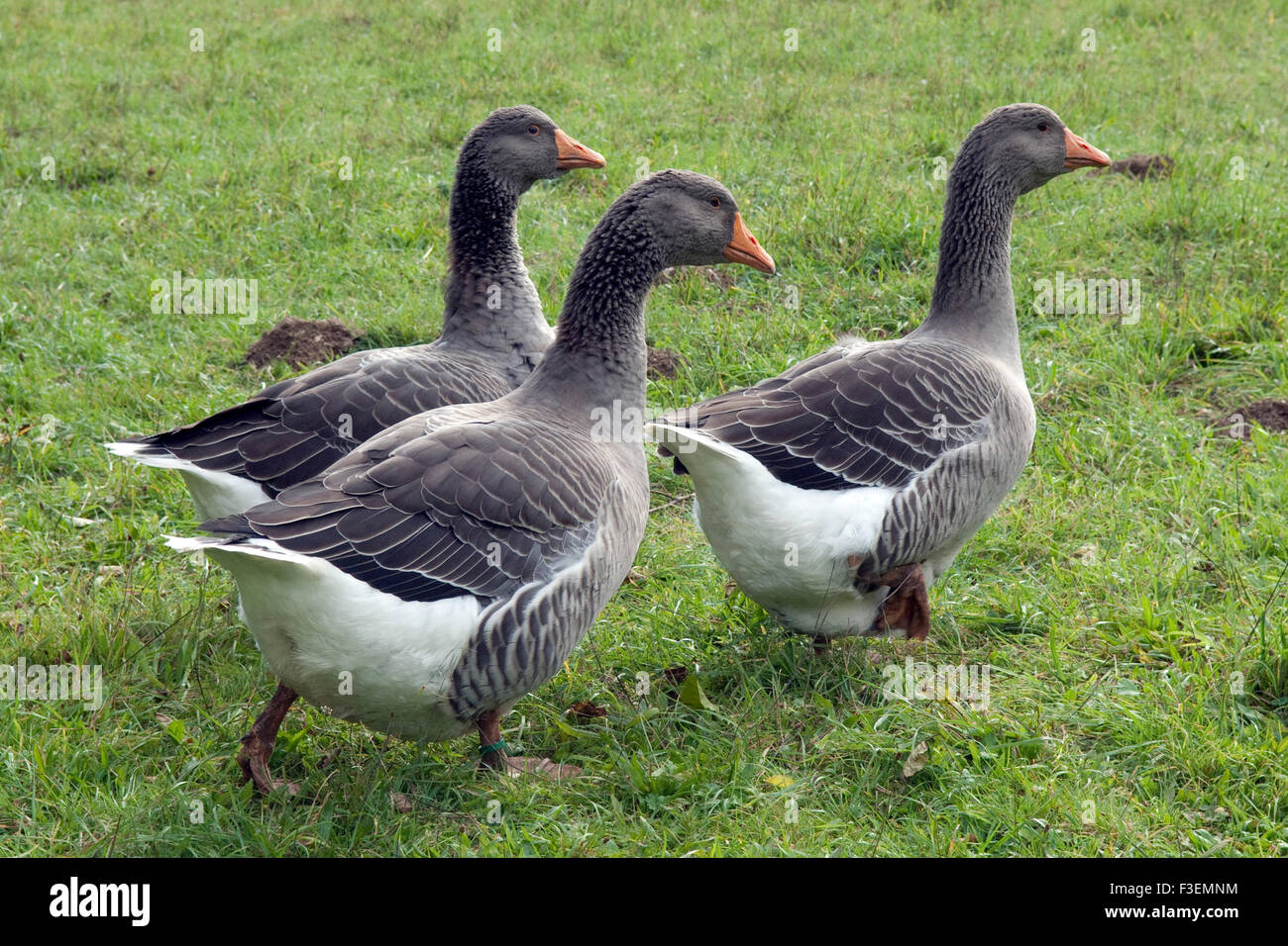 Pommerngaense, Ruegener, Gans Stockfoto