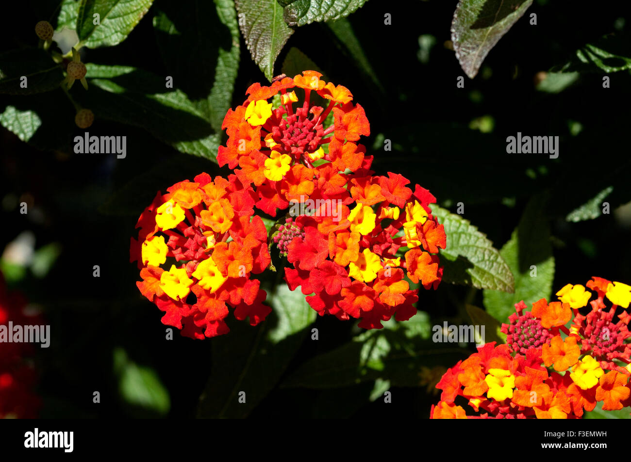 Wandelroeschen, Lantana, Camara, Wandelrosen, Stockfoto