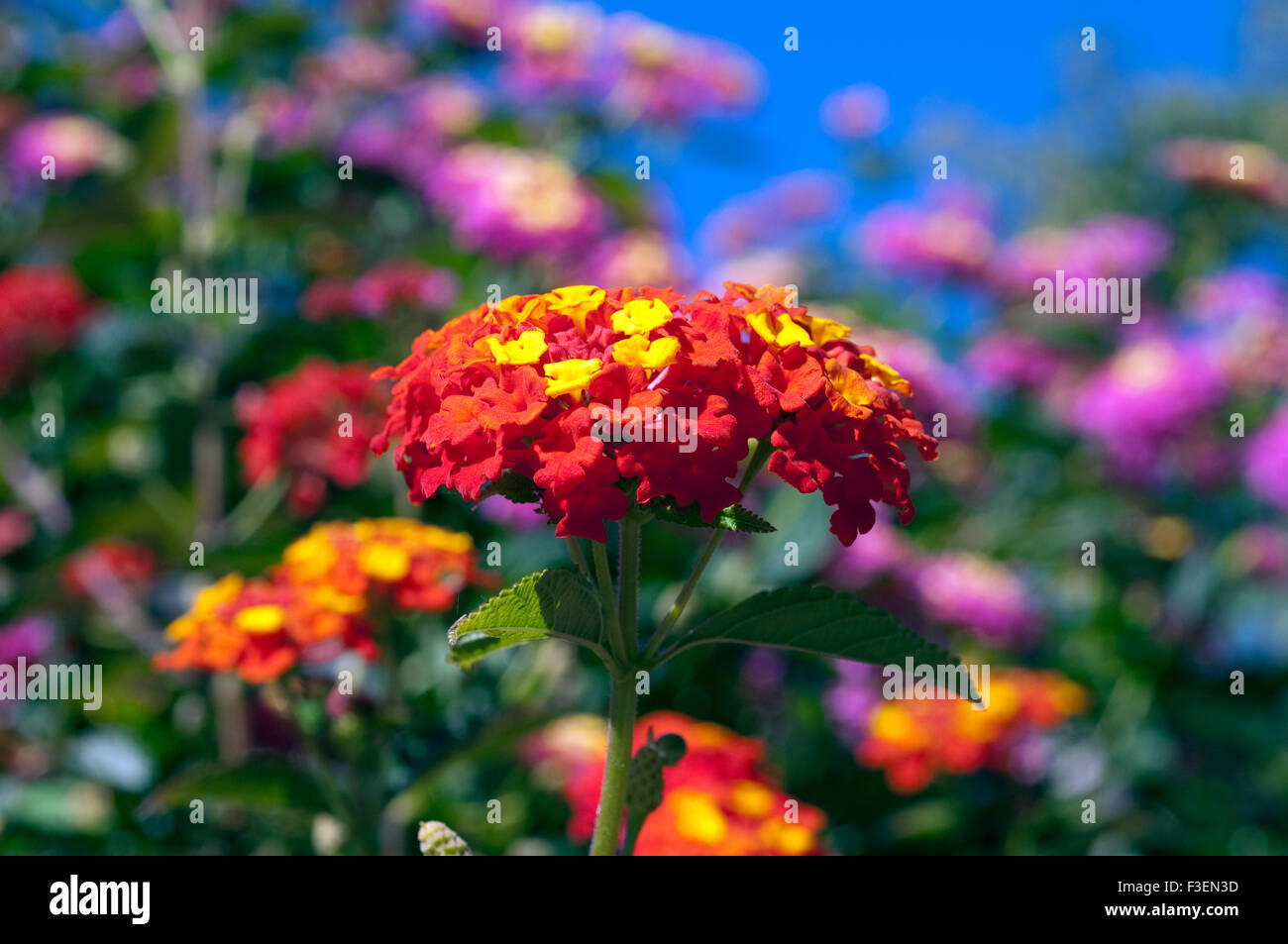 Wandelroeschen, Lantana, Camara, Wandelrosen, Stockfoto