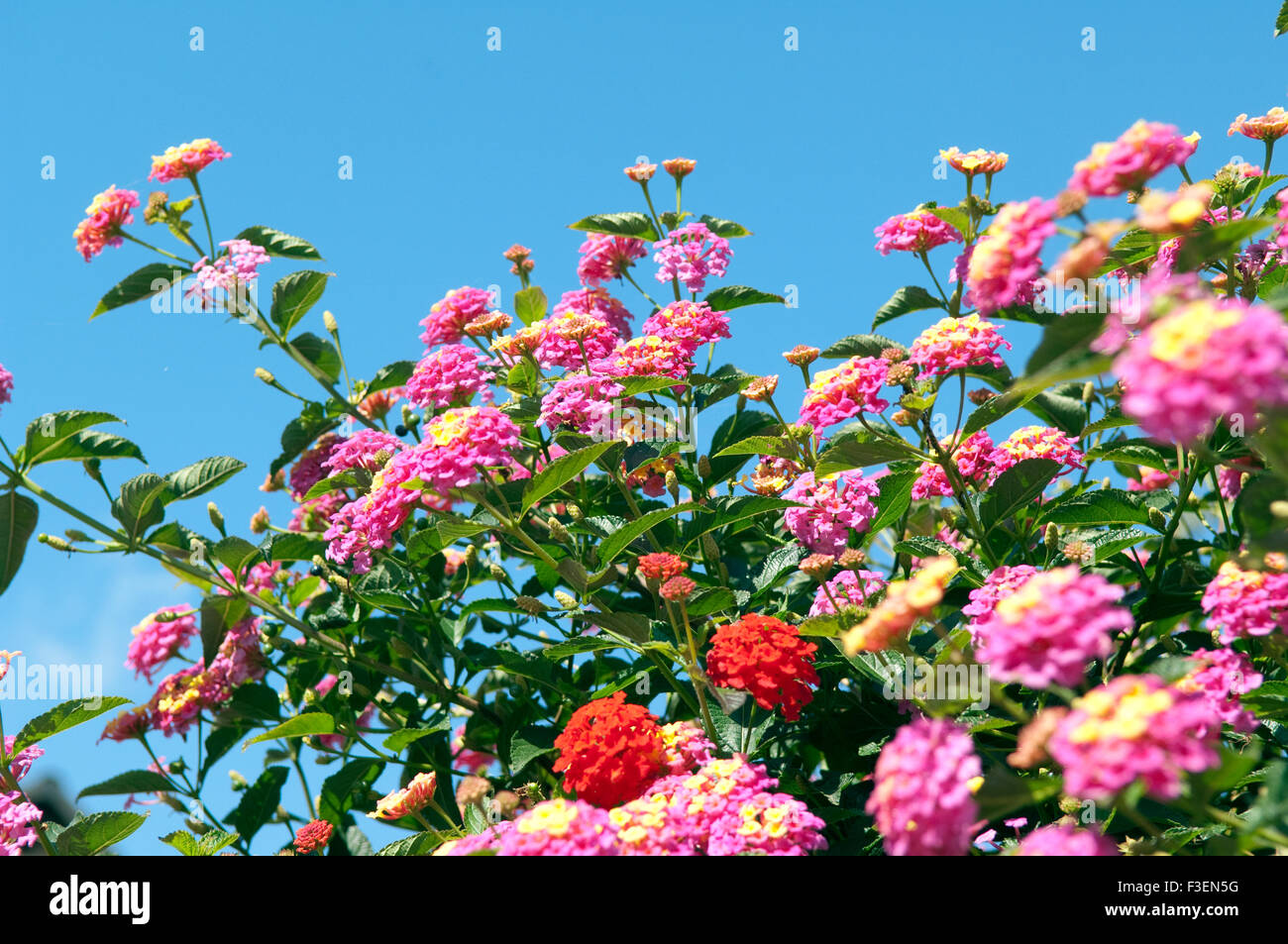 Wandelroeschen, Lantana, Camara, Wandelrosen, Stockfoto