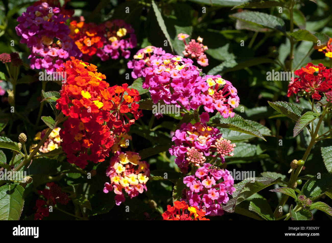 Wandelroeschen, Lantana, Camara, Wandelrosen, Stockfoto