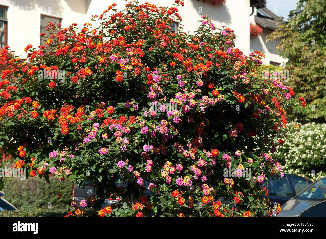 Wandelroeschen, Lantana, Camara, Wandelrosen, Stockfoto