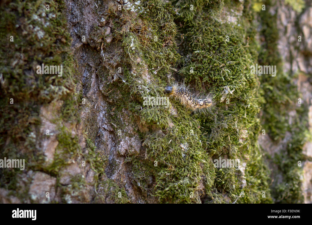 Grünes Moos am Baum Stockfoto