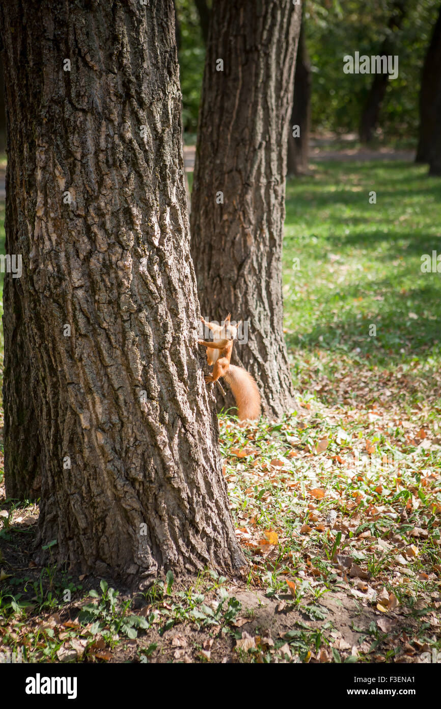 Bild von Eichhörnchen der Kletterbaum Stockfoto