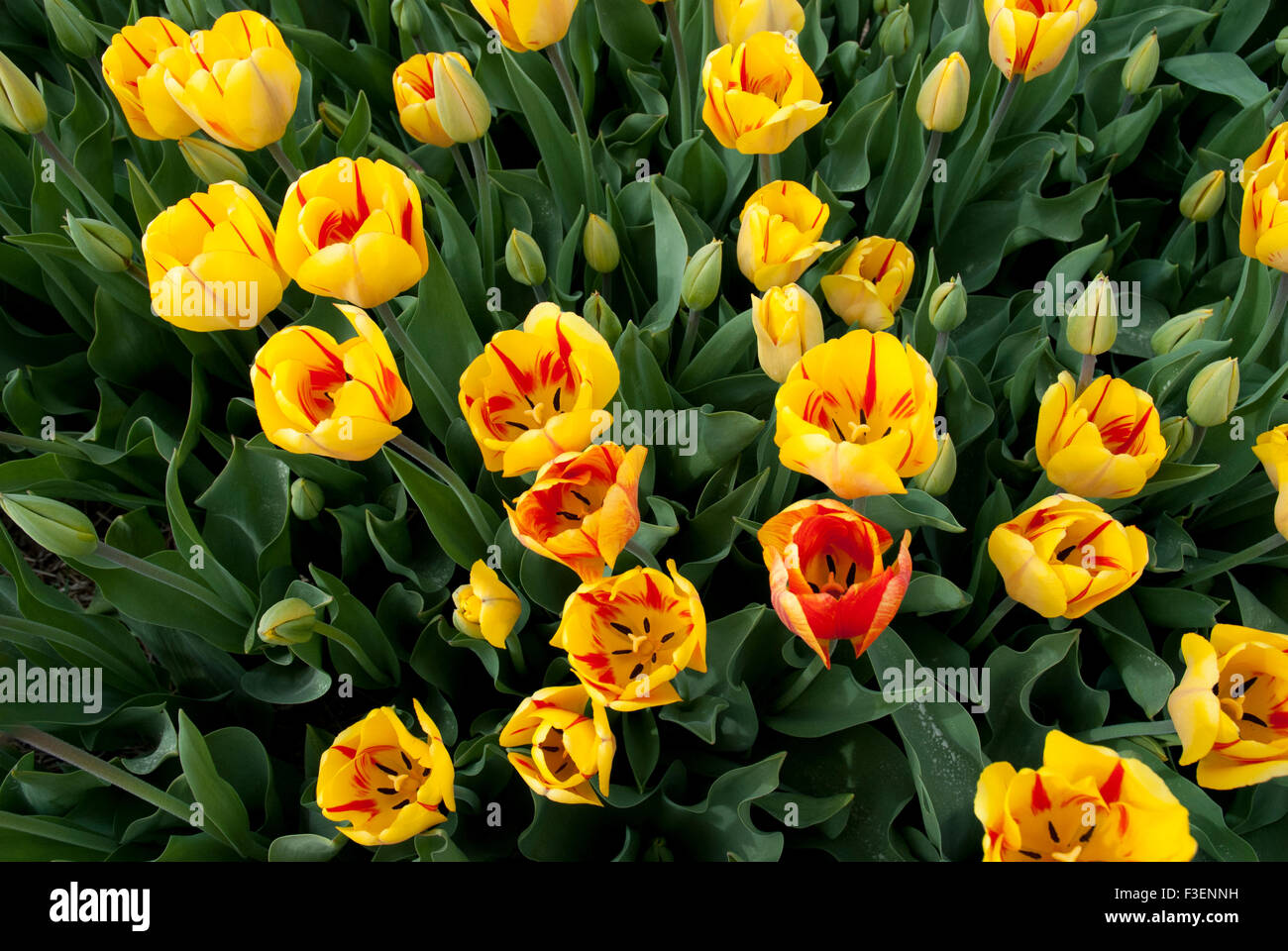 Tulpe-Fackeln Stockfoto