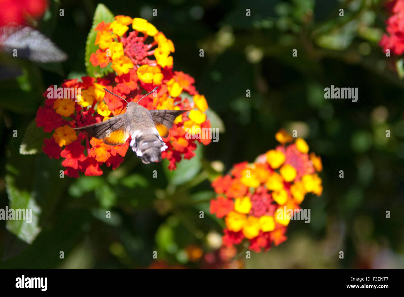 Wandelroeschen, Lantana, Camara, Wandelrosen, Stockfoto