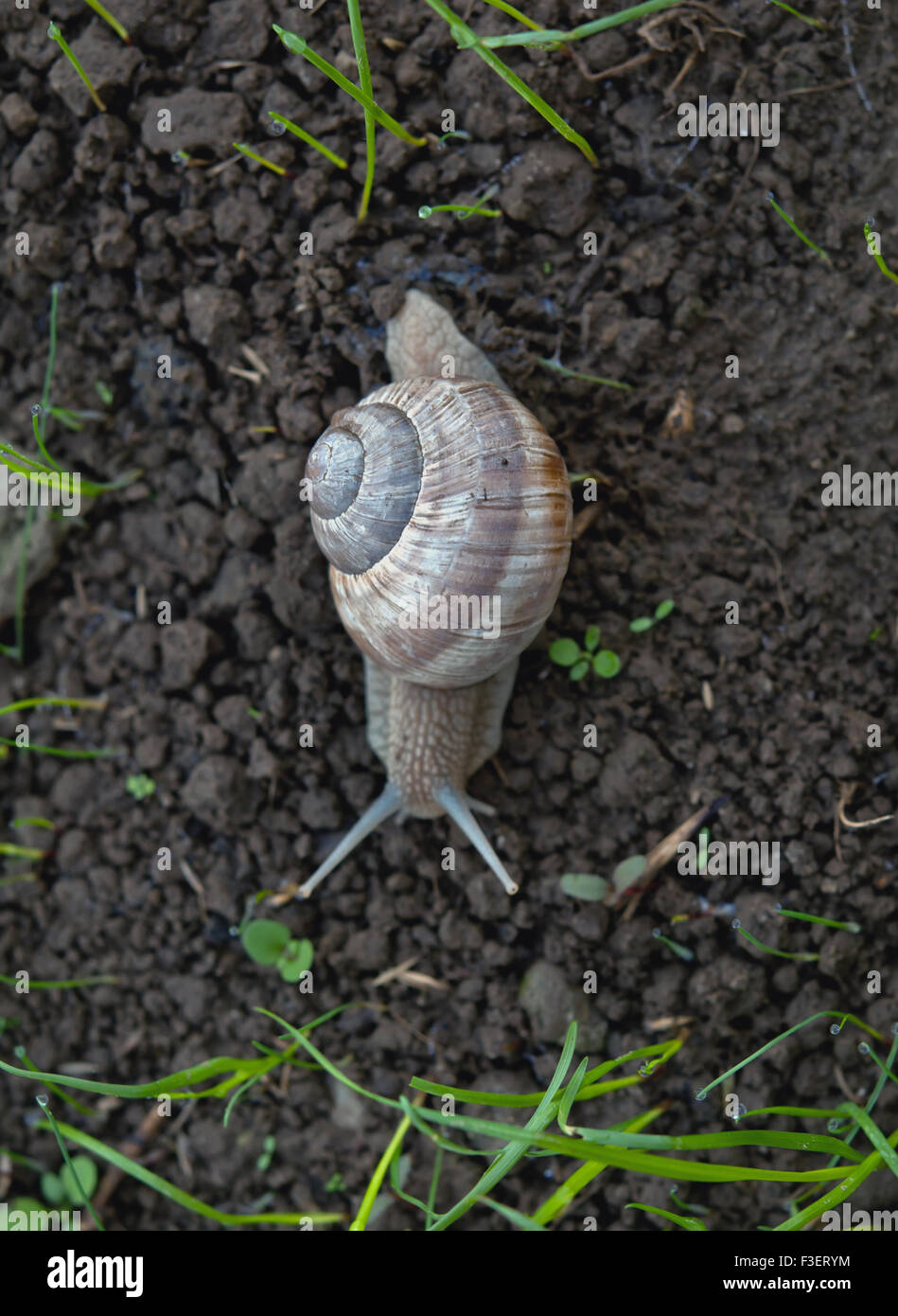 Schnecke kriecht über den Boden mit grünen Rasen Stockfoto