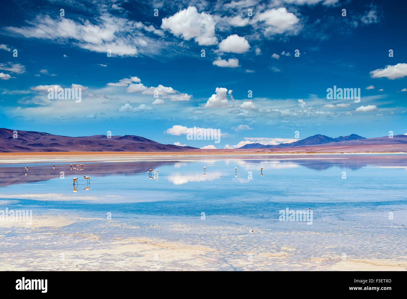 Lagune mit Reflexionen in den bolivianischen Altiplano Stockfoto