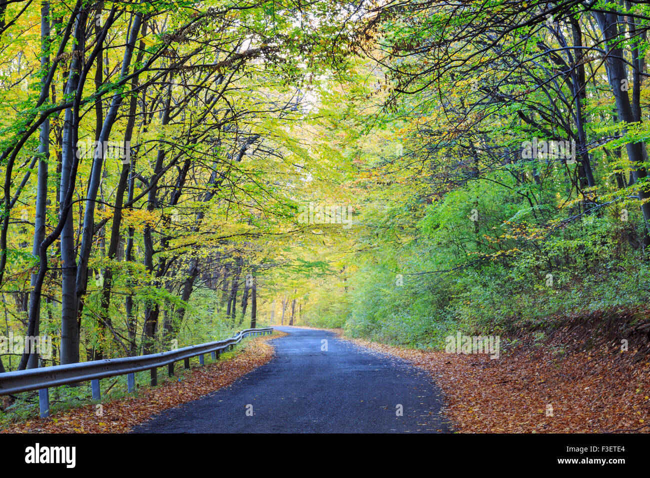 Straße in Buche Herbstlandschaft in Ungarn Stockfoto