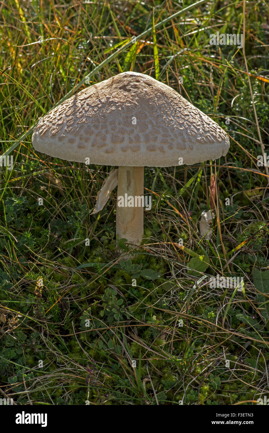 Ein großer Pilz gefunden auf Grünland essbar mit einem ausgezeichneten Geschmack Stockfoto
