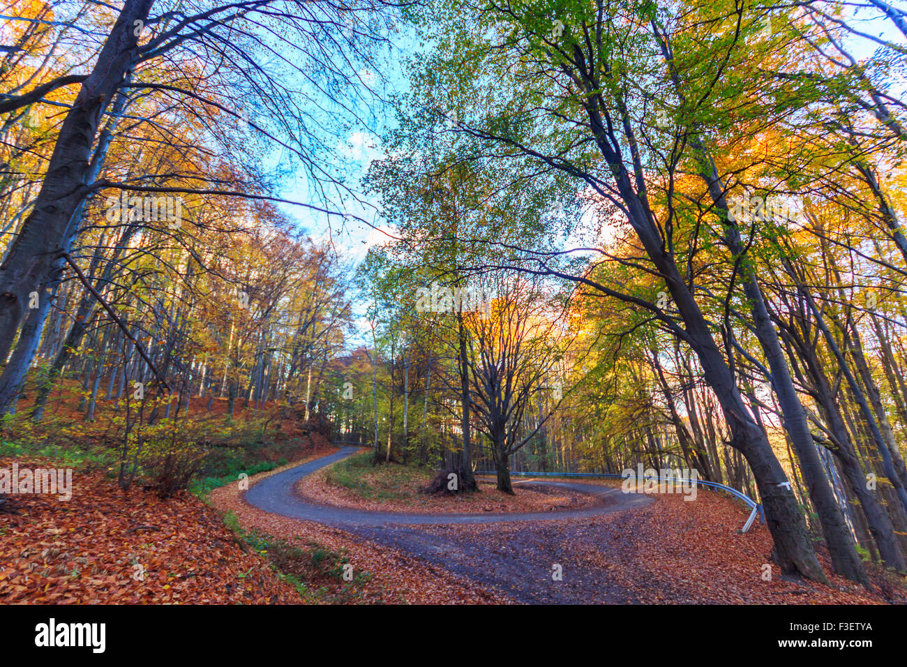 Straße in Buche Herbstlandschaft in Ungarn Stockfoto