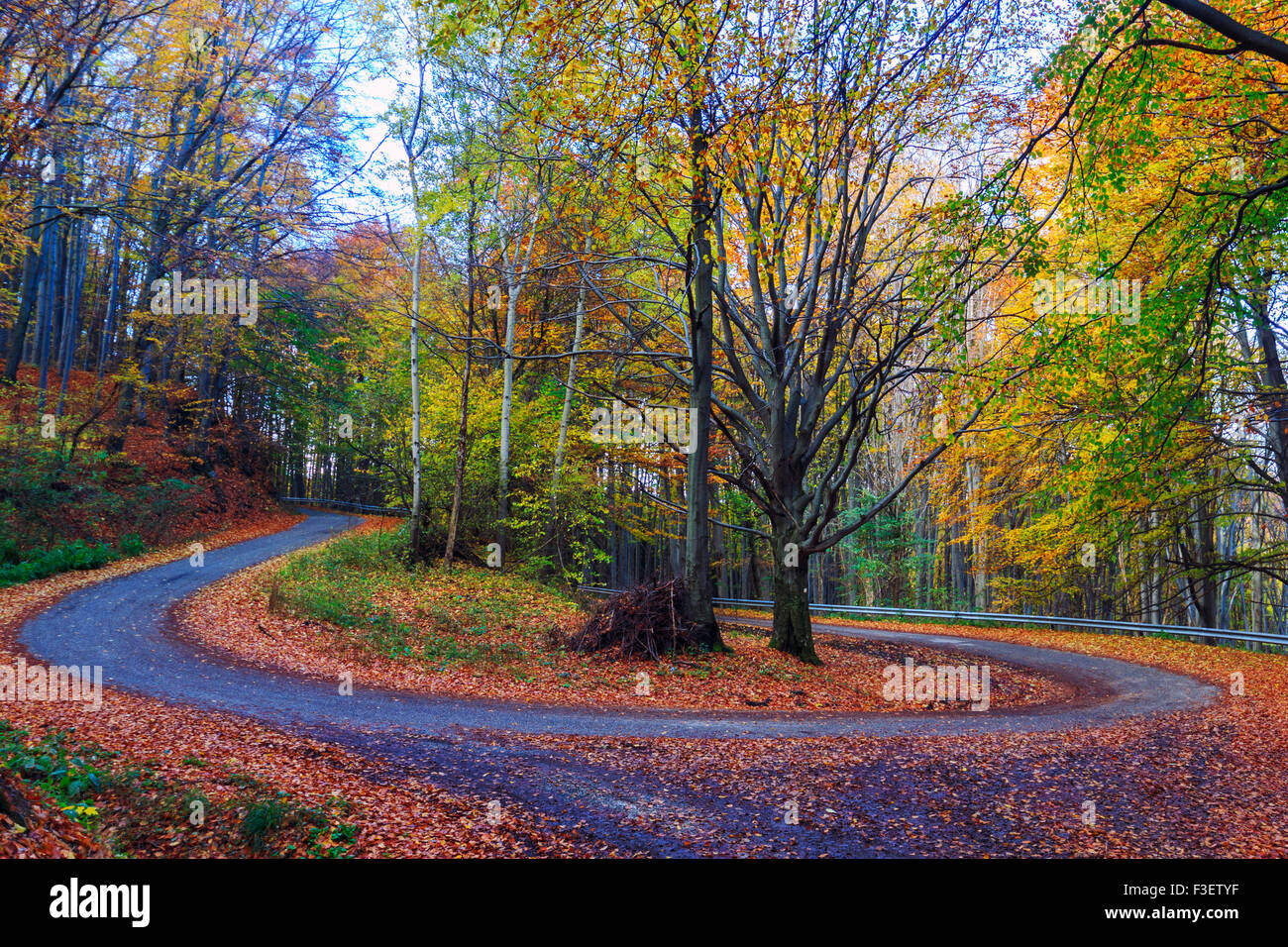 Straße in Buche Herbstlandschaft in Ungarn Stockfoto