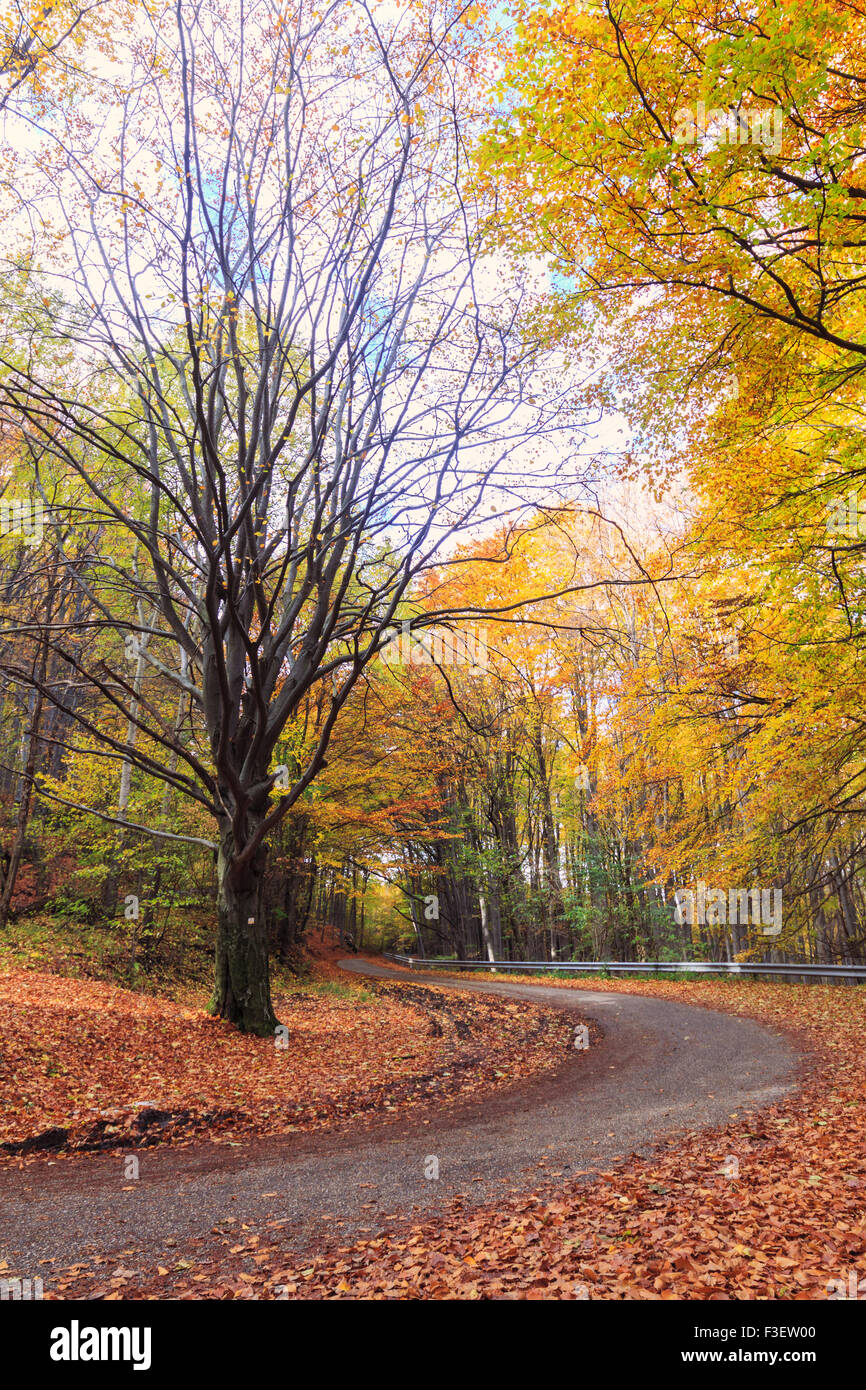 Straße in Buche Herbstlandschaft in Ungarn Stockfoto