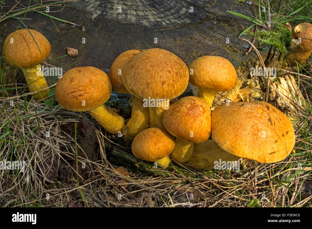 Spektakuläre Rustgill. Eine gemeinsame Pilz auf faulenden Baumstümpfen gefunden Stockfoto