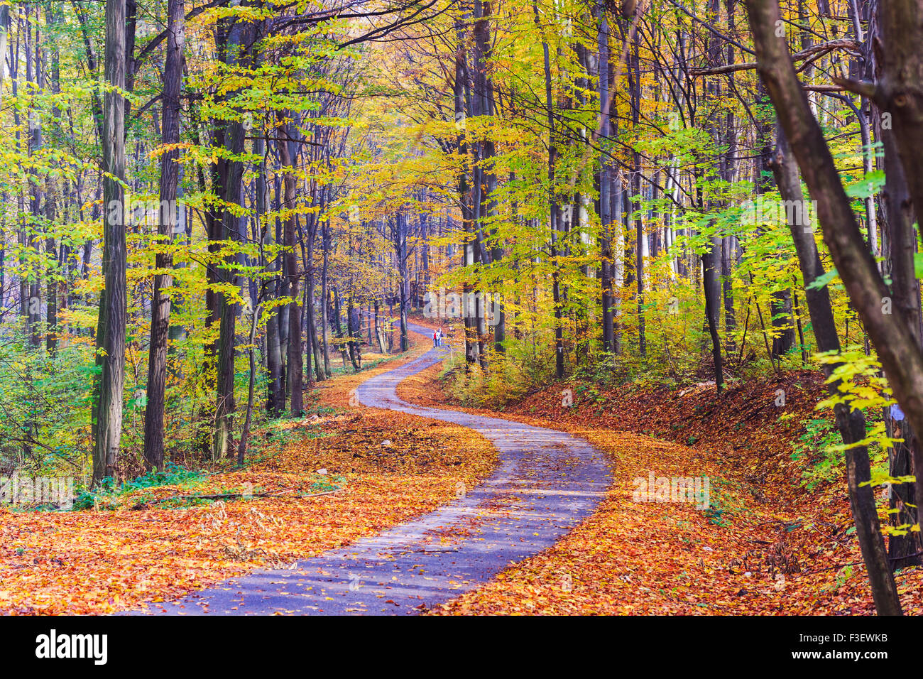 Wanderweg schlängelt sich durch bunte Wälder in Ungarn Stockfoto