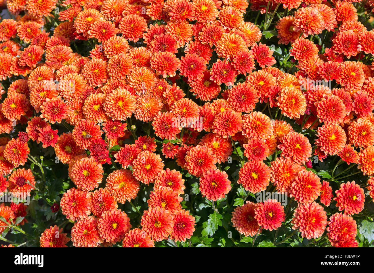 Orange-rote Blüten Stockfoto
