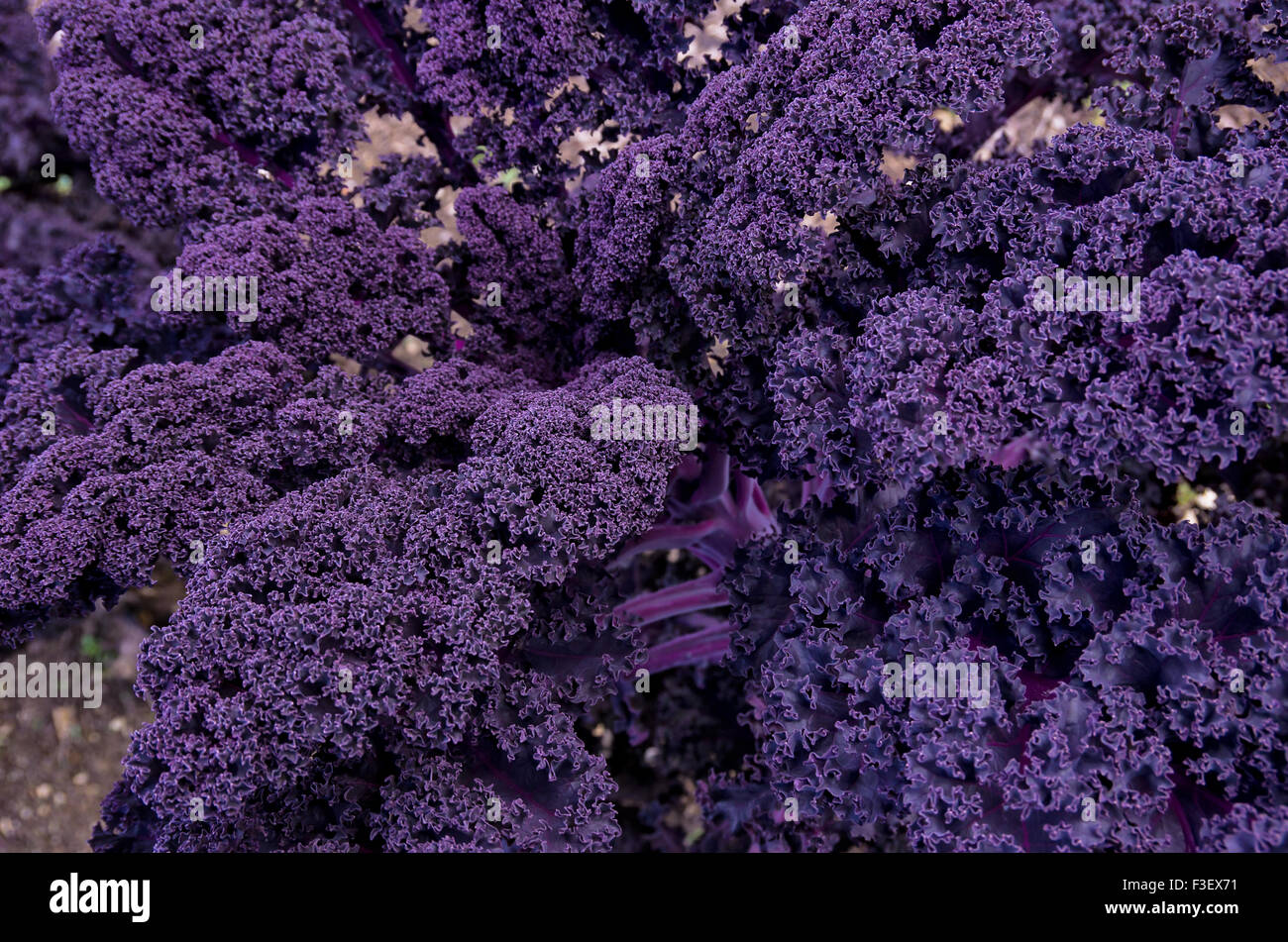 Zier Kohl-Pflanze, die bis zum Blatt lief. Stockfoto