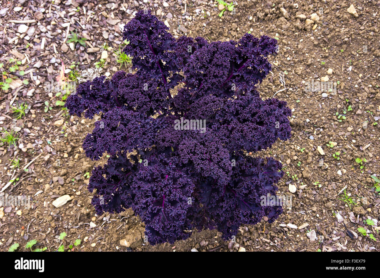 Zier Kohl-Pflanze, die bis zum Blatt lief. Stockfoto