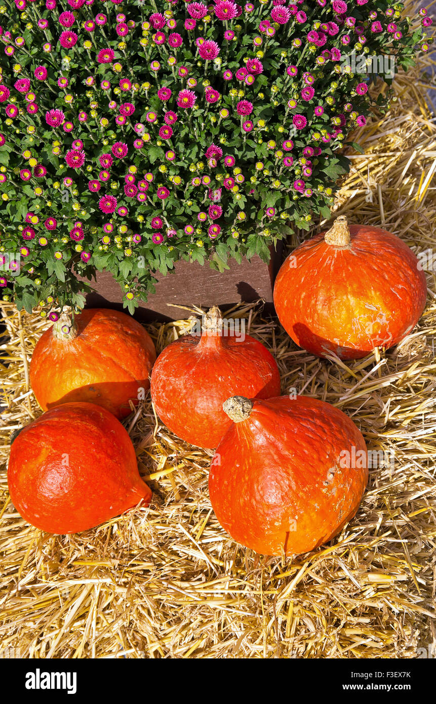 Red Kuri Kürbis (Hokkaido) und rote Gänseblümchen (Bellis Perennis). Stockfoto