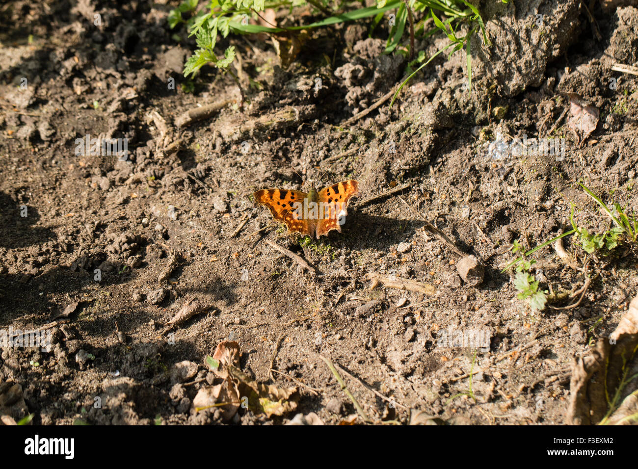 Ein Komma Schmetterling neben Greensand Weise in der Nähe von Heide Reigate, Surrey Stockfoto