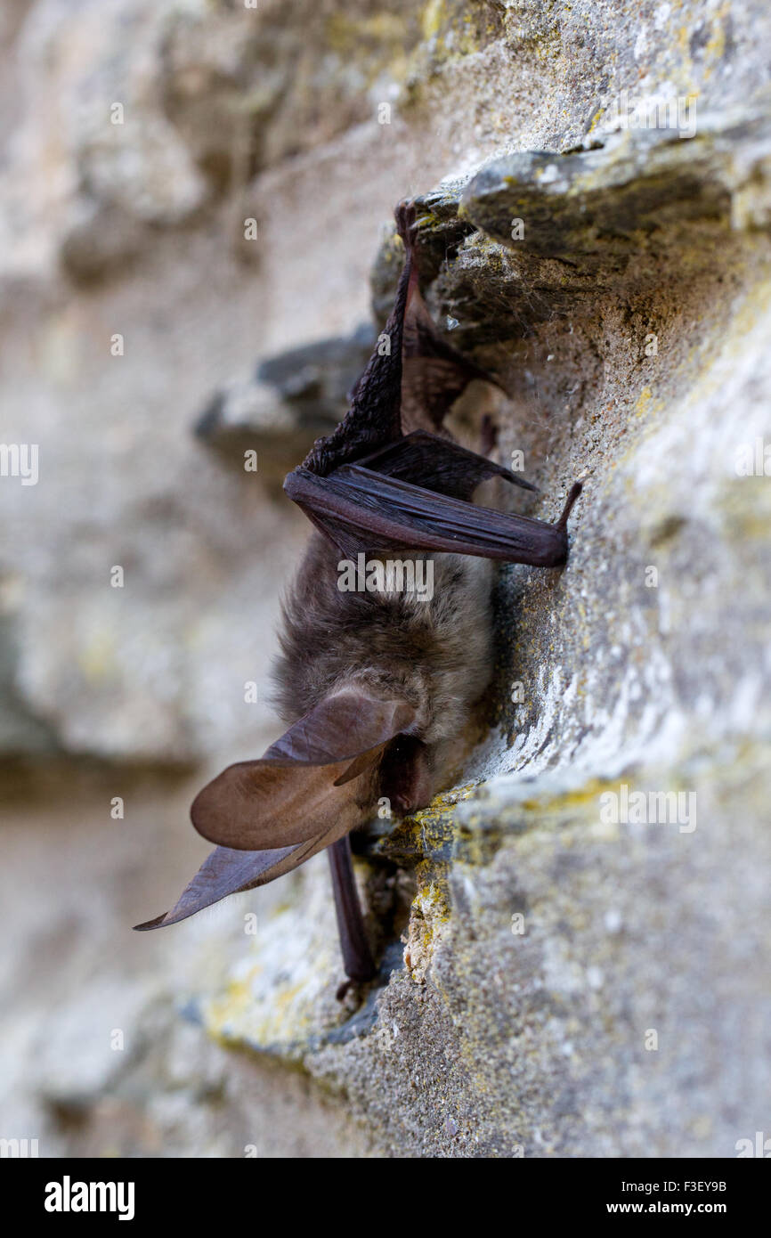 Braune Langohren Bat (Langohrfledermäuse Auritus), Schlafplatz auf Steinwand, Goodleigh, Devon Stockfoto