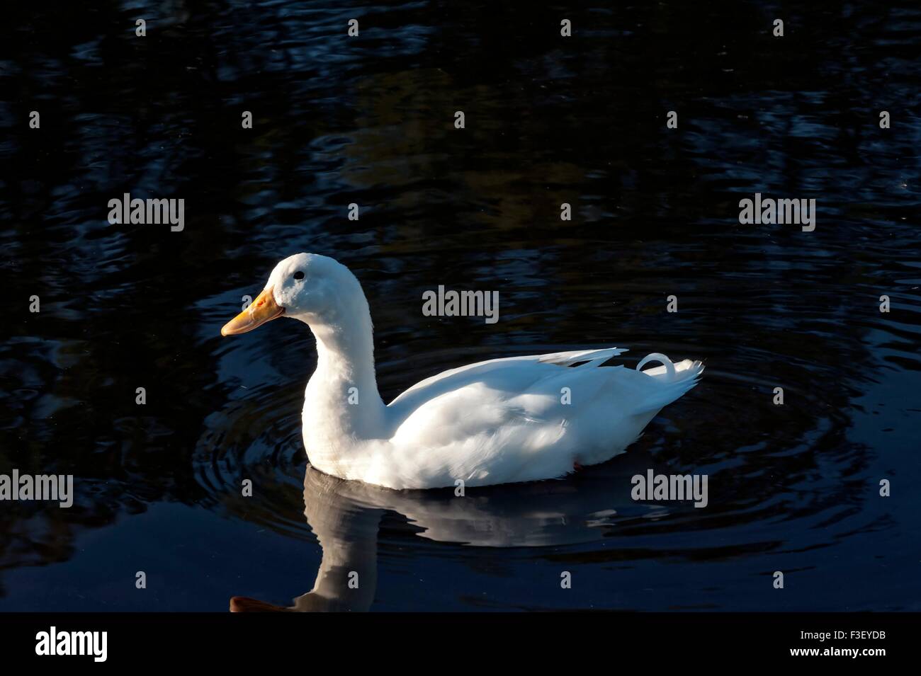 Eine weiße Ente schwimmt auf dem ruhigen Wasser eines Sees in Fayette, Alabama. Stockfoto