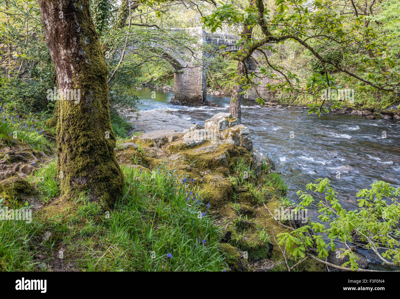 Eichenwald am Flussufer am Dart River, Dartmoor National Park, Devon, England, Großbritannien Stockfoto