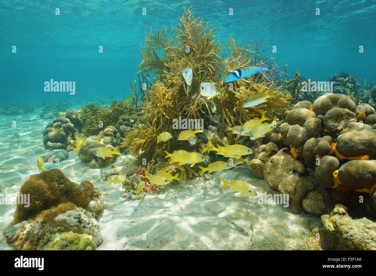 Unterwasserlandschaft, tropischen Riff-Fische schwimmen in der Nähe von Korallen, Karibik, Mexiko, Amerika Stockfoto
