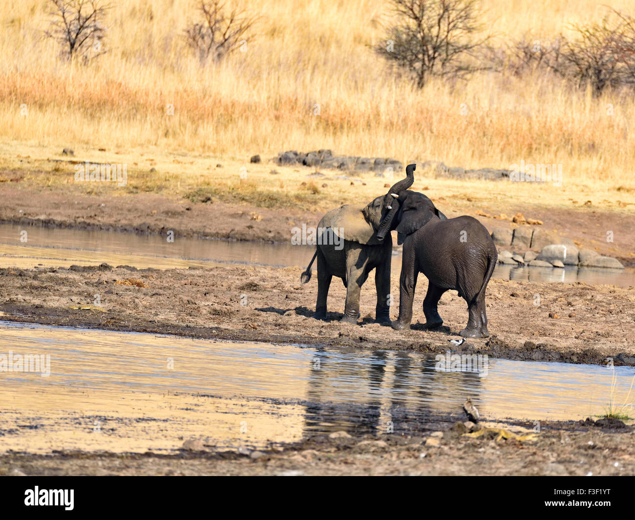 Ich werde Sie take down Stockfoto