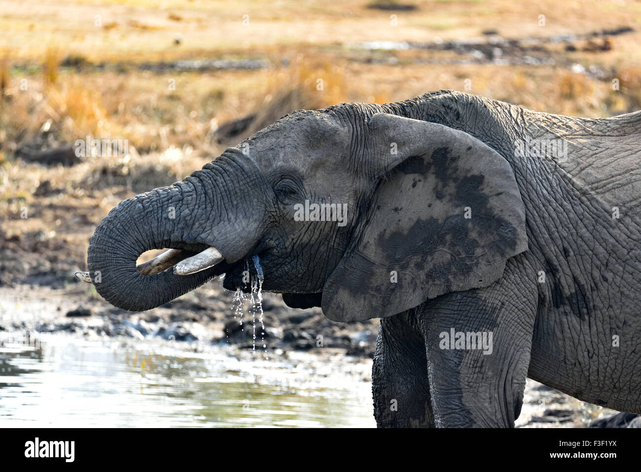 Ich brauche einen drink Stockfoto
