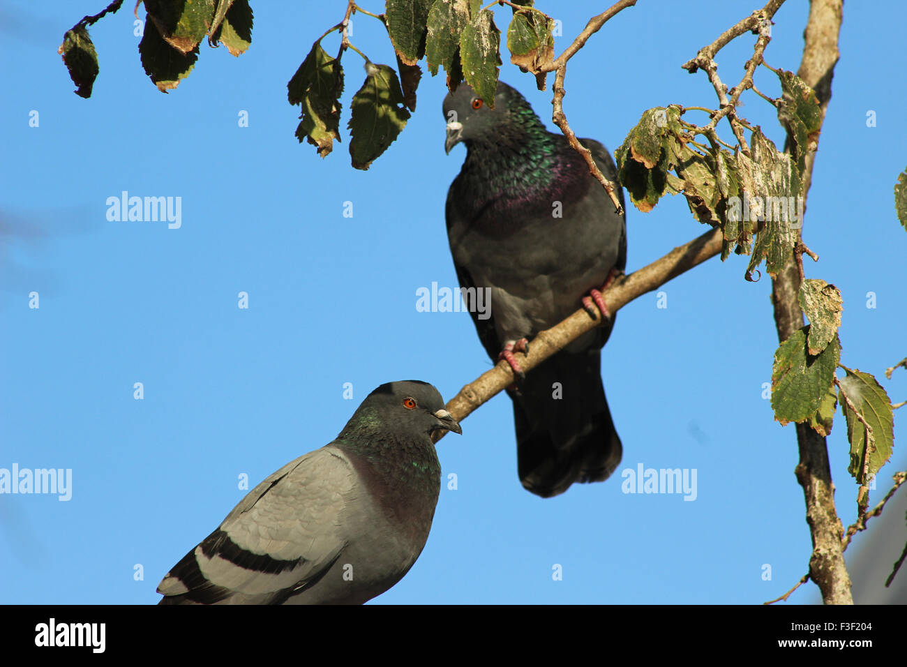 Paar Tauben sitzen auf Baum Ast und blauer Himmel im Hintergrund Stockfoto Paar Tauben sitzen auf Baum Ast und blauer Himmel im Hintergrund Stockfoto