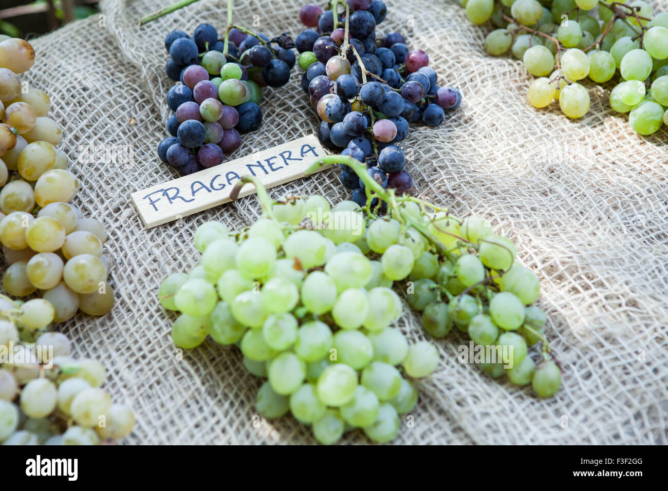 Fraga Nera Trauben auf dem Display an eine italienische Farmers' Market Stockfoto